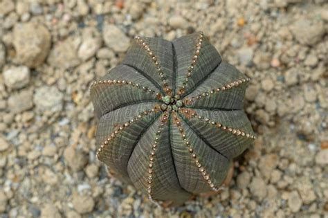 South African Baseball Plant Euphorbia Obesa Ball Shaped Plant Stock