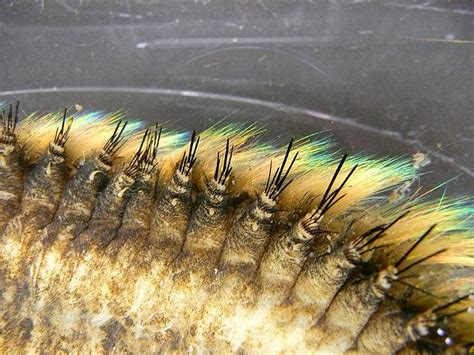 Морская мышь (лат. Aphrodita aculeata)