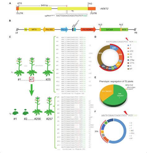 Efficient Targeted Mutagenesis For The AtDET2 Gene Edited By The MSC