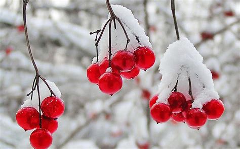 Cranberry Wallpapers Top Free Cranberry Backgrounds Wallpaperaccess