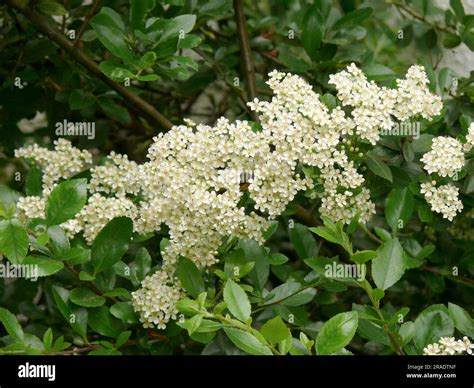 Spire Bush Flowering In The Garden Spiraea X Vanhouttei Stock Photo