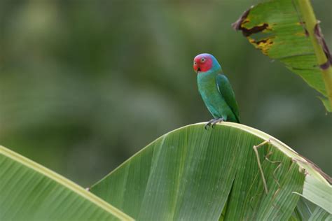 Australian Parrots: Guide to all 57 species of Parrots in Australia