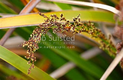 Sedgegrass Cyperaceae