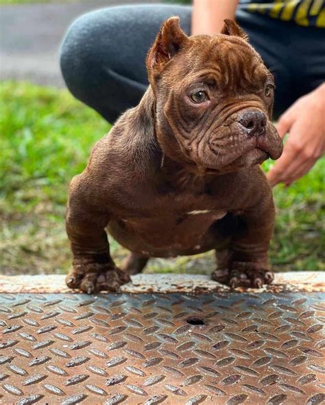 Exotic Bully: Breed Info, History, Traits & Facts (With Pictures)