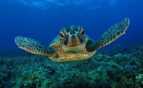 Kemps Ridley Sea Turtle The Biggest Animals Kingdom