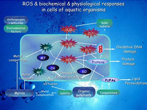 Ppt Biomarkers Of Oxidative Stress In Aquatic Organisms And Risk