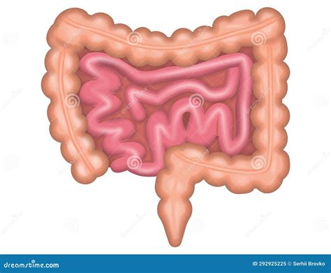 Intestines On A White Background Cartoon Vector Cartoondealer