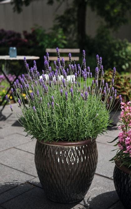 Lavender Angustifolia La Diva Eternal Elegance From Rush Creek Growers