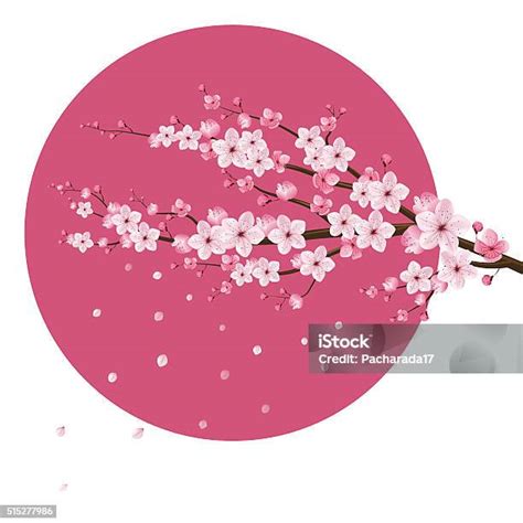 vektor realistis bunga sakura jepang ilustrasi stok  gambar