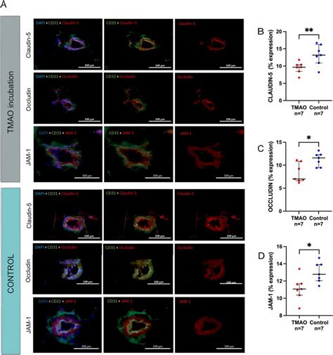 Tmao Incubation And Tight Junction Protein Expression In Subcutaneous