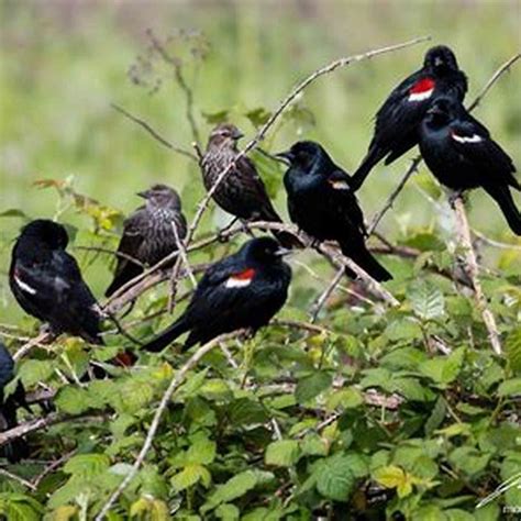 Where are Tricolored Blackbirds found? - DIY Seattle