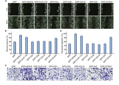 Hdac Coordinates With Clip To Regulate Pancreatic Cancer Cell