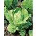 Graines de Laitue Romaine Blonde Maraîchère potager Meilland Richardier