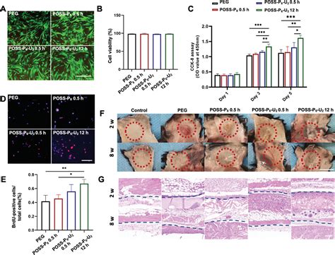 Mechanically Robust Hydrogels Facilitating Bone Regeneration Through