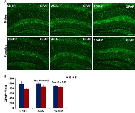 Astrocytes in the hippocampus of ACA-and 17aE2-treated mice. (A ... 