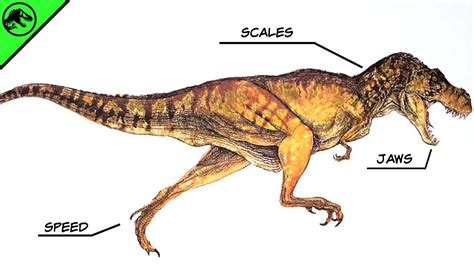 How To Check Trex Version Braincycle1