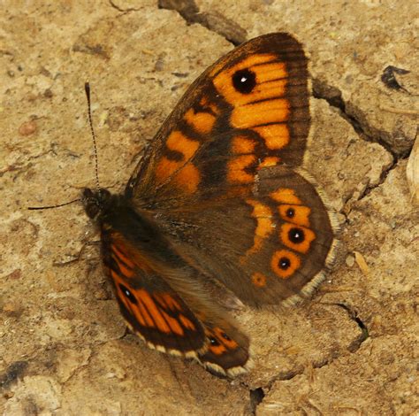 Lasiommata Megera European Lépidoptères