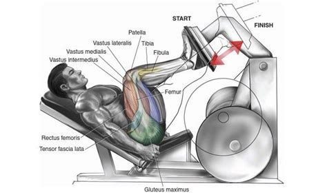 Leg Press Muscles