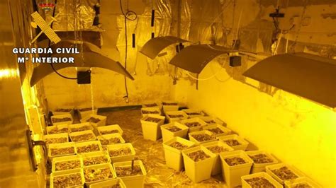 Desmantelada Una Plantaci N De Cannabis Sativa Ubicada En El Interior