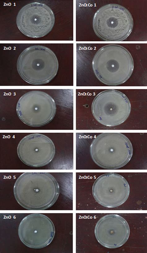 Inhibition Zones Of ZnO And Co Doped ZnO Nanoparticles Against Six