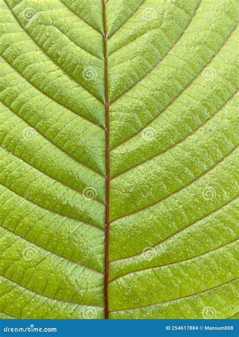 Textura Verde Da Folha De Bife Foto de Stock Imagem de botânica