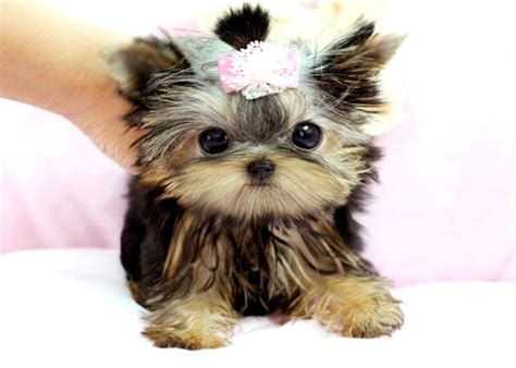 Royal Teacup Puppies - Pet Stores - Houston, TX - Yelp