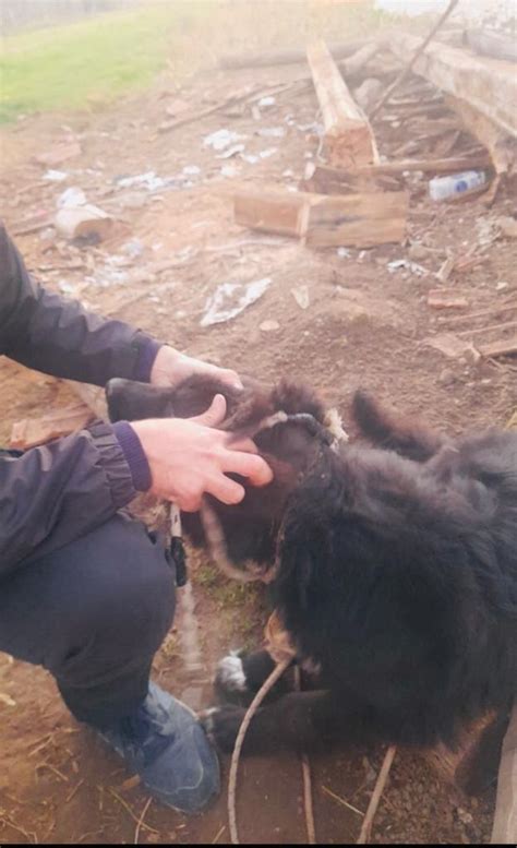 Cane Malnutrito E Con Una Fune Al Collo Nei Guai Un Uomo A Sassano