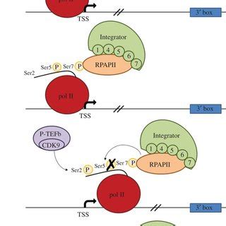 Pol II CTD Phosphorylation Events In SnRNA Gene Transcription