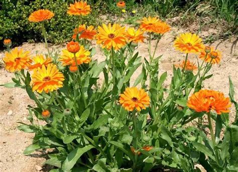 Calendula Officinalis Le Propriet Della Pianta E Come Coltivarla