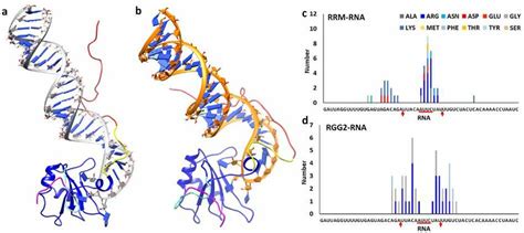 Dynamics Of FUS 418 A The Modeled Structure Of FUS RRM With RGG2 In