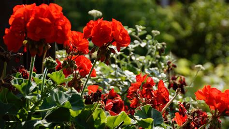 The Best Method For Deadheading Geraniums