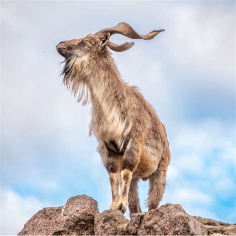 Markhor Goat Hunting in Texas | Covered S Ranch