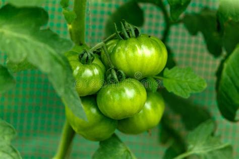 Frutos De Tomate Verde Sin Madurar Que Crecen En Invernadero De