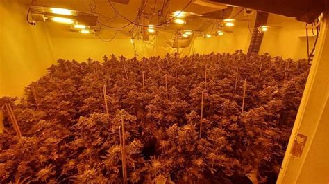 Harrogate Police Seize 468 Cannabis Plants In Town Centre Raid Bbc News