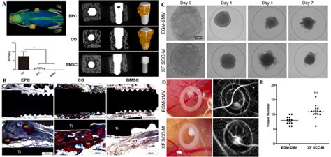 Technologies For Prevascularized Cellular Constructs A B Epc Bmsc