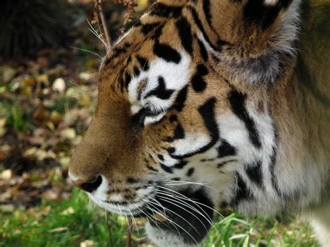 Bs Photos Highland Wildlife Park Kincraig Scotland