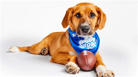 Puppy Bowl 2024: Date, Time, Adoptable Dogs Lineup Photos - Parade