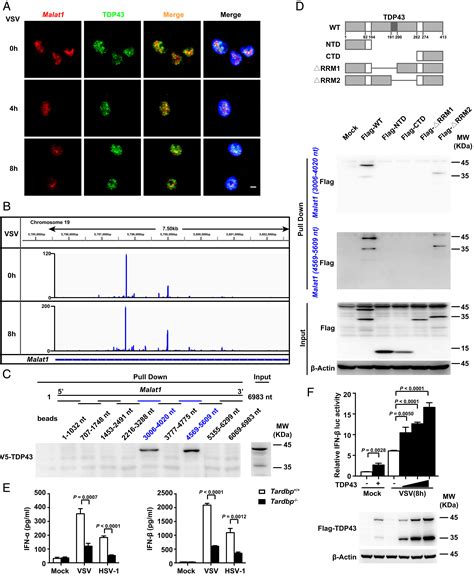 LncRNA Malat1 Inhibition Of TDP43 Cleavage Suppresses IRF3 Initiated