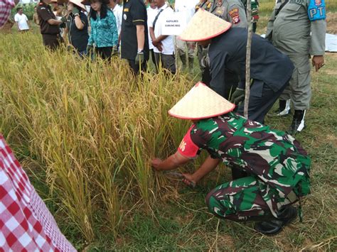 Danramil Kurun Hadiri Panen Perdana Padi Zona Kota