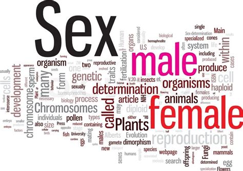 Sex Word Cloud Stock Vector Colourbox