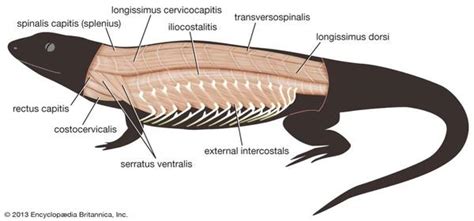 图说肌肉系统muscular System·脊椎动物 知乎