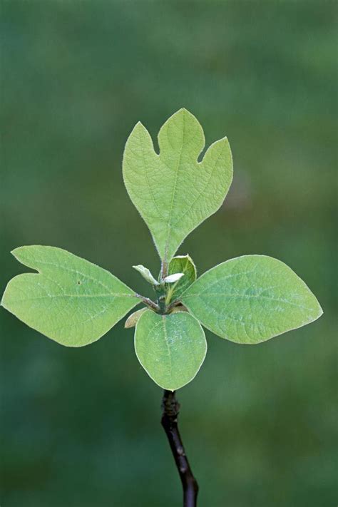 Understanding Lobed Leaves: Find Balance in Tree Identification