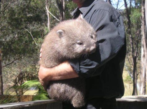 神秘的な生物・希少生物 Albino On Twitter Cute Wombat Amazing Animal Pictures