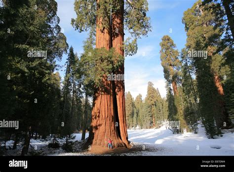 Giant Forest Sequoia National Park In Tulare County Sierra Nevada