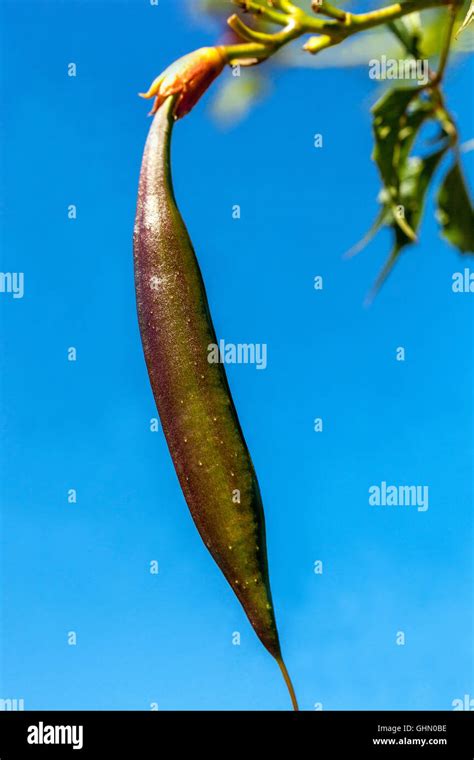 Seed Pod Of Trumpet Vine Campsis Radicans Stock Photo Alamy