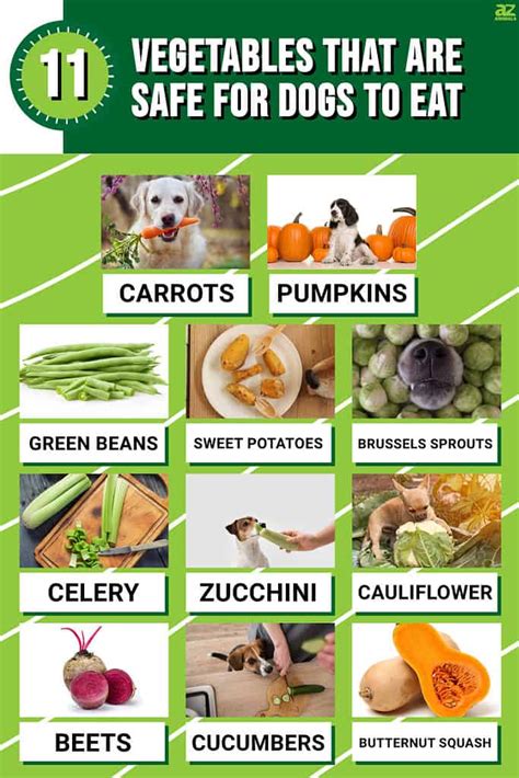 Dogs Should Not Eat Vegetables