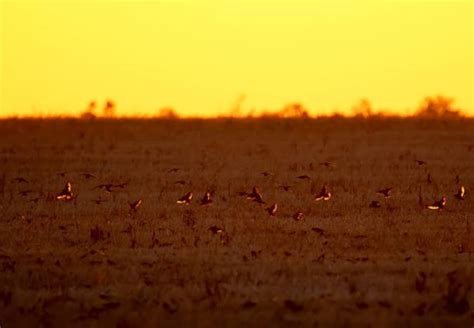 240 Starling Swarm Stock Photos Pictures And Royalty Free Images Istock