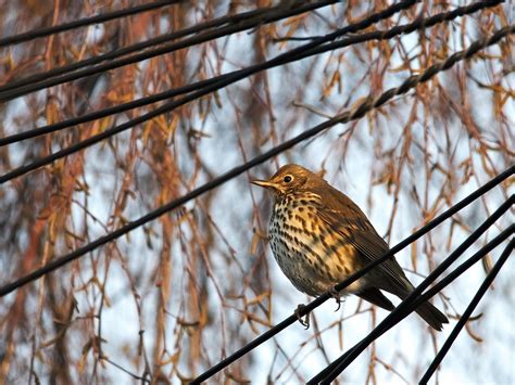 Song Thrush Getting Warmer In The Early Morning Sunyou Ar Flickr