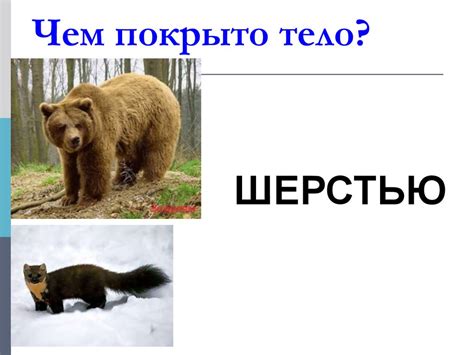 Звери - млекопитающие - презентация онлайн