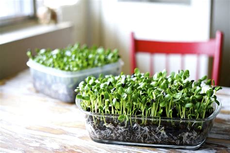 Easy 6 Step Guide To Growing Micro Greens At Your Homes And Their